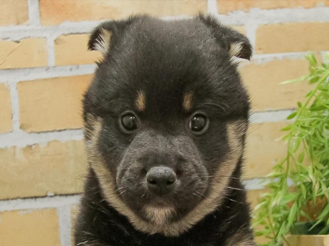 静岡県の柴犬(標準サイズ) (ペッツワン浜松雄踏店/2024年11月23日生まれ/男の子/黒)の子犬